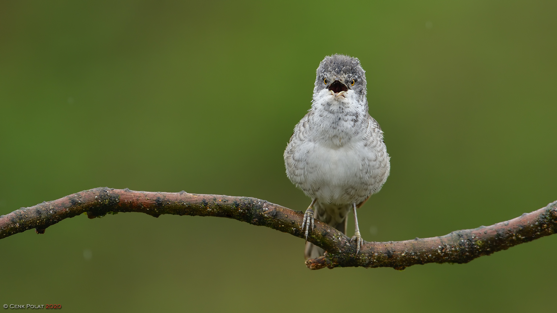 Barred Warbler